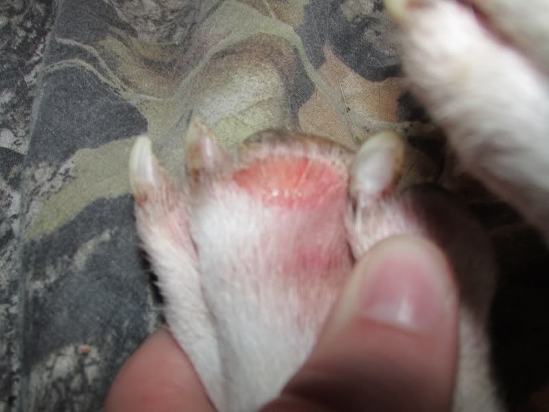 Sores on Feet Dog Food Chat