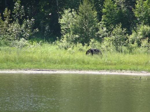 BearatStrawberryLake.jpg