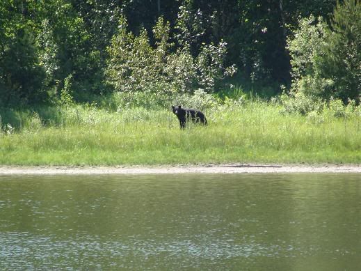 BearatStrawberryLake2.jpg