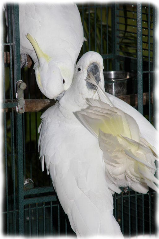 Not shy to go in cage