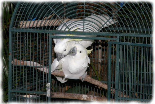 Mating