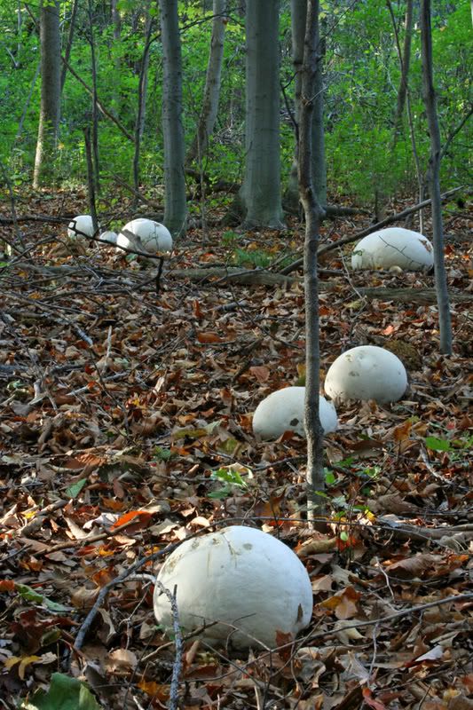Puffballs at Mequon Nature Center Pictures, Images and Photos