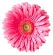gerber daisy Pictures, Images and Photos