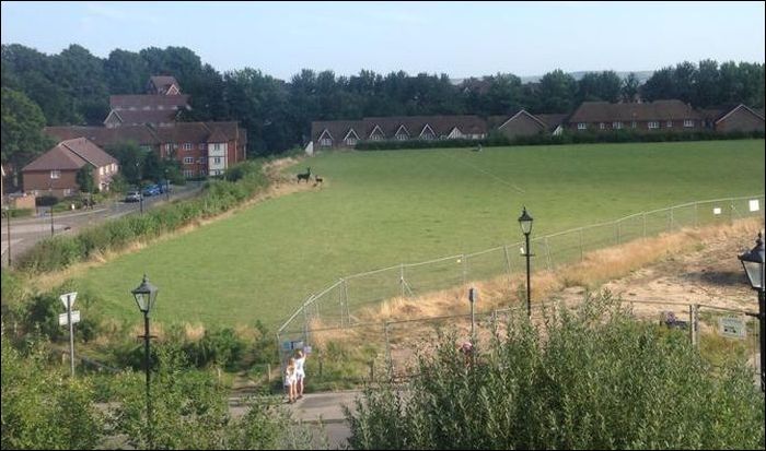 pitch_zps28813008.jpg