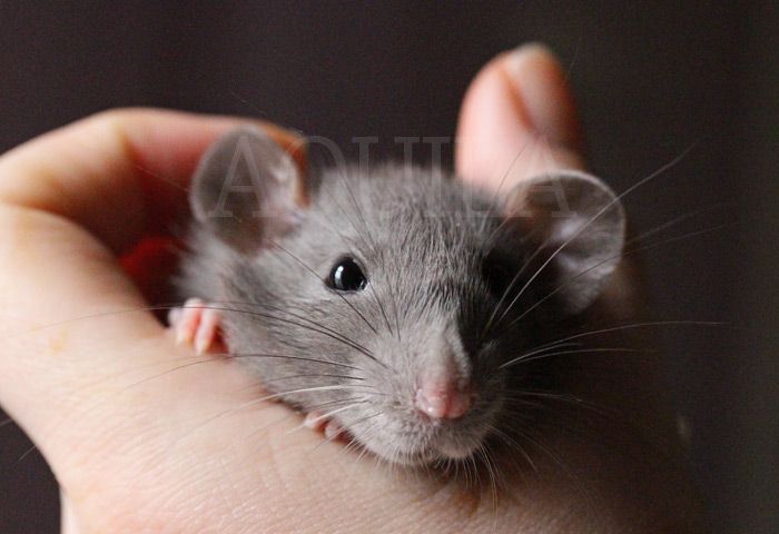 Rat000_zps40116332.jpg