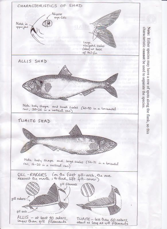 shad-1.jpg