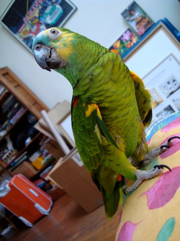 more on the crazy rescue org