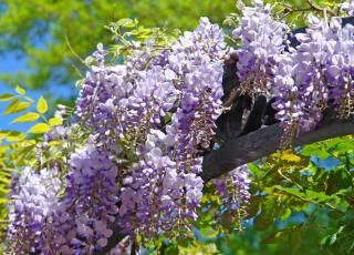 4/3, 2, 1! It's Taz's Birthday! 