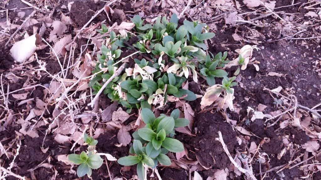 Weed / plant identification - Gardening & Plant Propagation