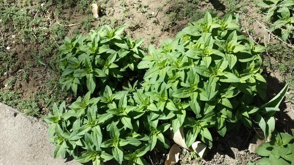 Weed / plant identification - Gardening & Plant Propagation