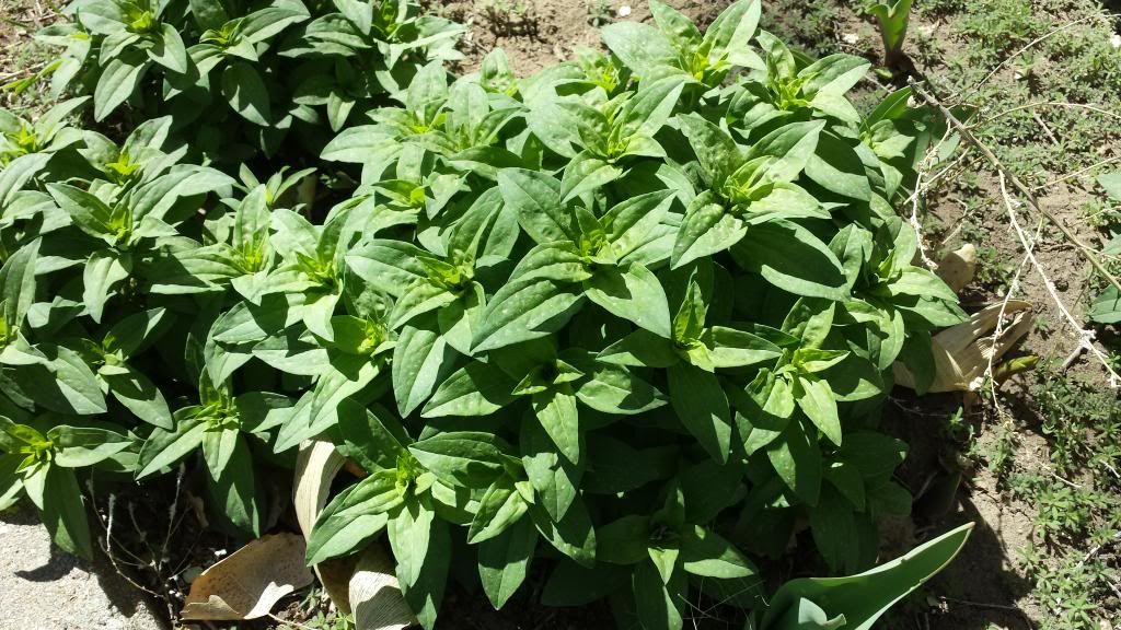 Weed / plant identification - Gardening & Plant Propagation