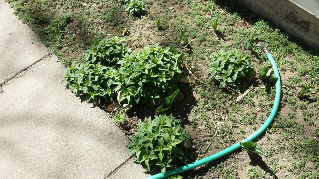 Weed / plant identification - Gardening & Plant Propagation