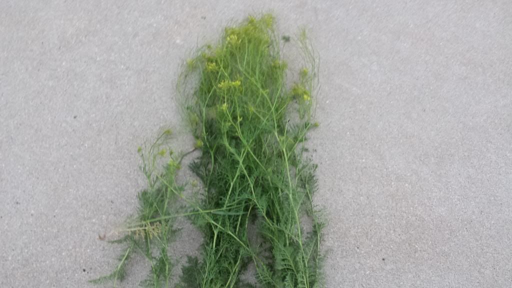 Weed / plant identification - Gardening & Plant Propagation