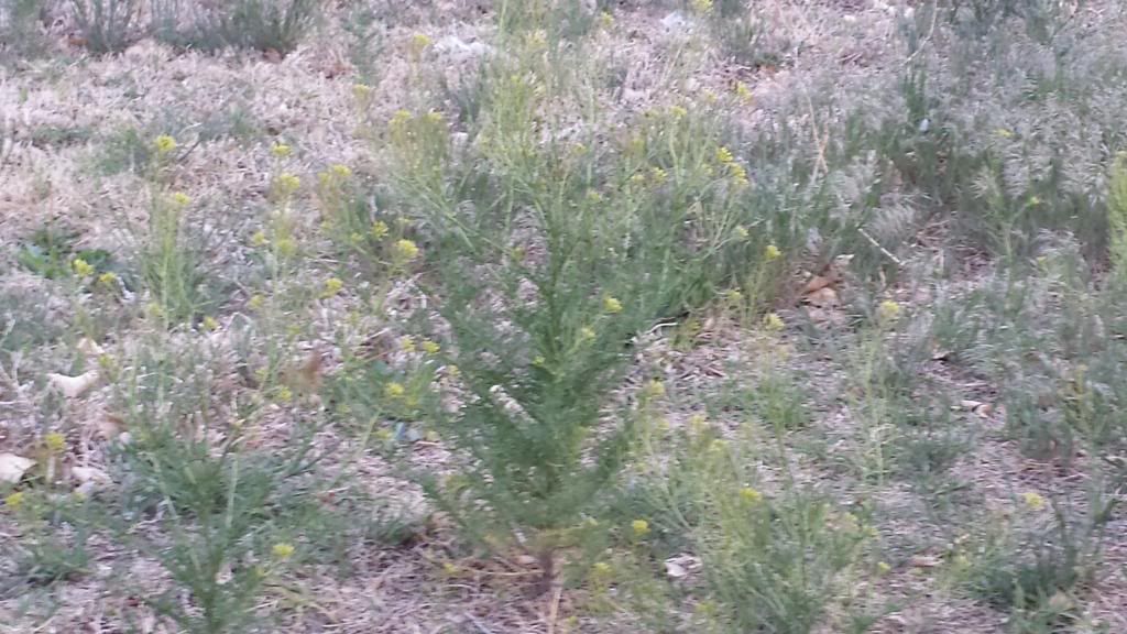 Weed / plant identification - Gardening & Plant Propagation