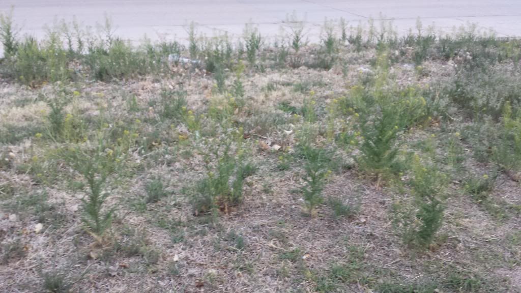 Weed / plant identification - Gardening & Plant Propagation