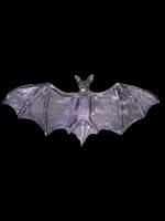 Black Bat Pictures, Images and Photos