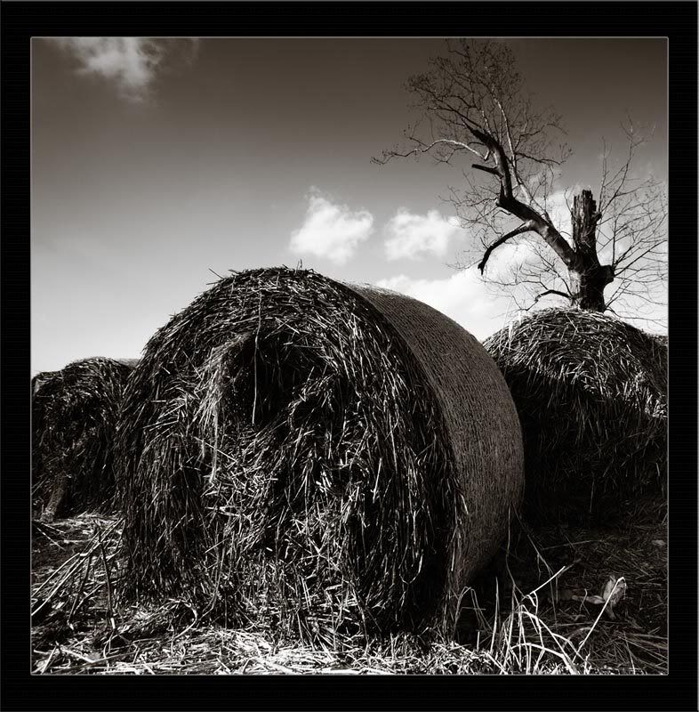 IMAGE: http://i37.photobucket.com/albums/e56/GCR22/Photography/Posting/12-30-06_008_Md.jpg