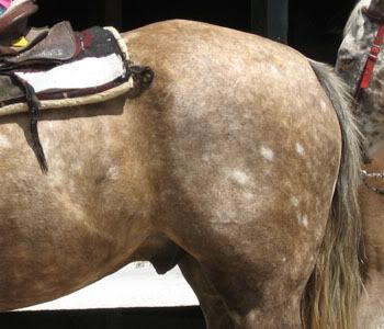 chubari horse