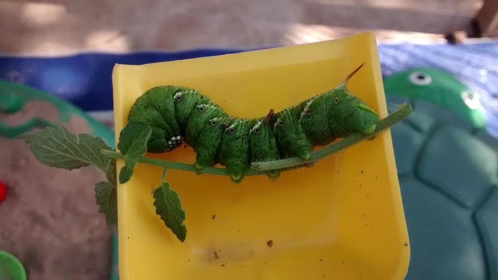 14tomatoworm02 photo IMG_20140725_100023458_zpscfr4fow8.jpg