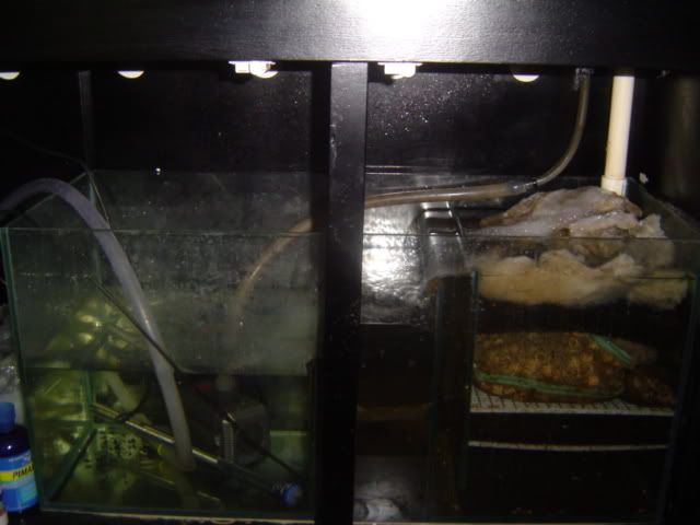 IPB Image