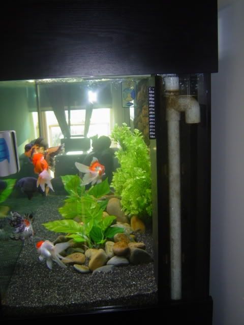 IPB Image