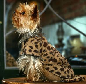 Manfredleopard.jpg