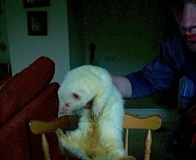 ferret.jpg