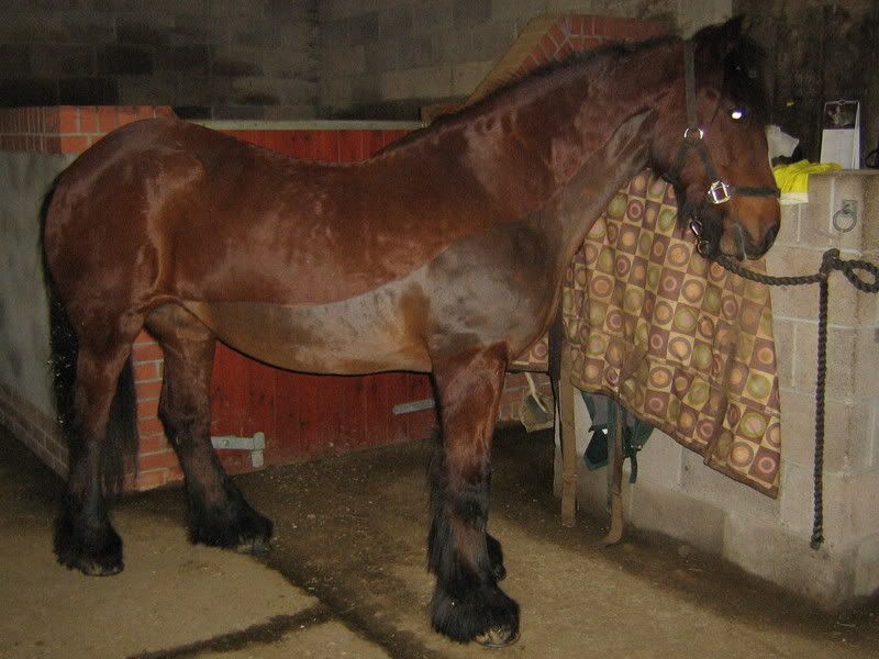 Pictures please of your clipped horses