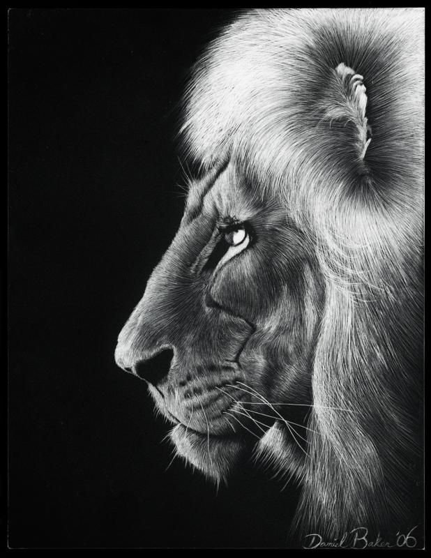 Lion, scratchboard, 9x12" Artwork r/Art