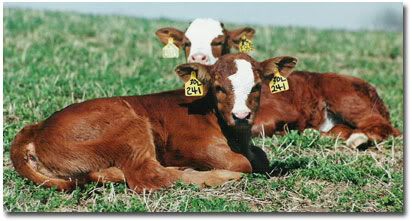 Very cute calfs Pictures, Images and Photos