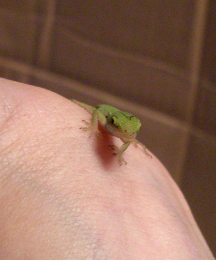 My New Baby Hatchling Green Anole Lizard Starspank Livejournal,What Is Garam Masala Taste Like