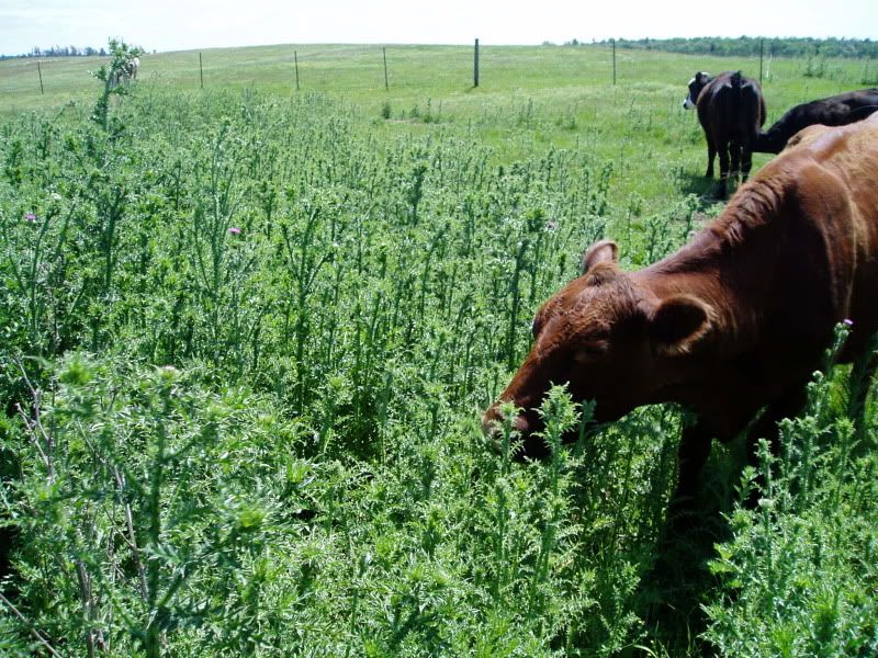 Cattle Eat Thistle Cattle, Cow & Ranching Community
