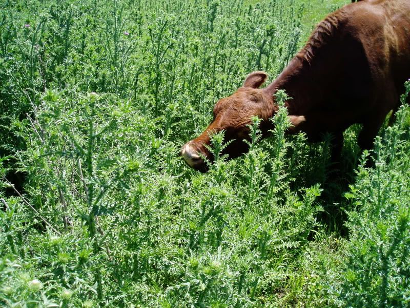 Cattle Eat Thistle Cattle, Cow & Ranching Community