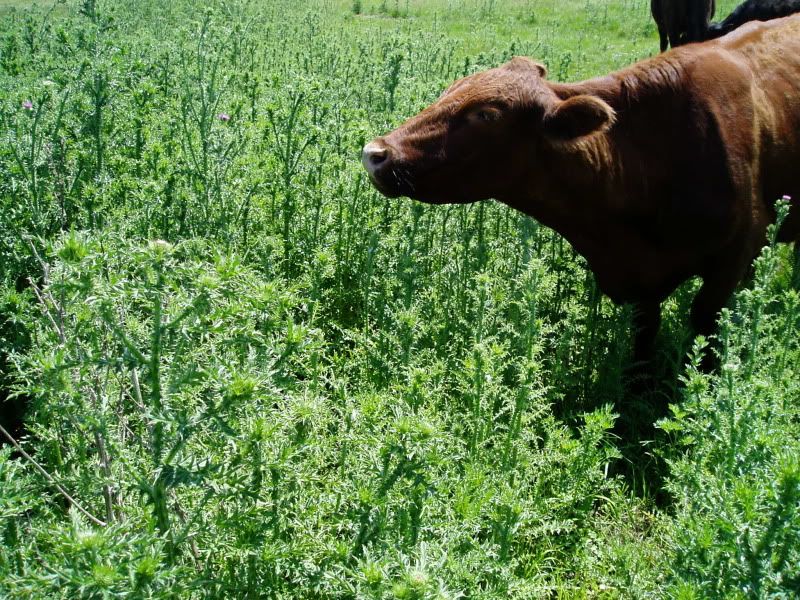 Cattle Eat Thistle Cattle, Cow & Ranching Community