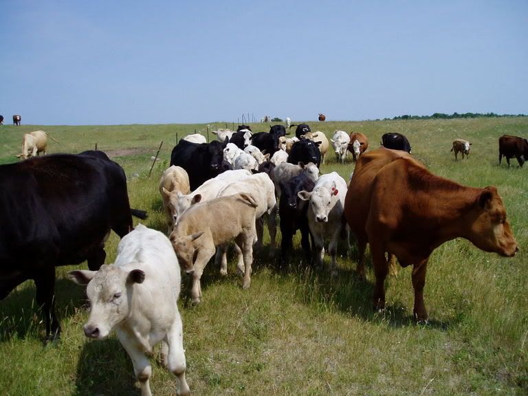 cattle10033.jpg