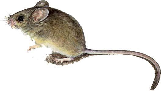 mouse-8557.jpg
