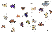 mariposas