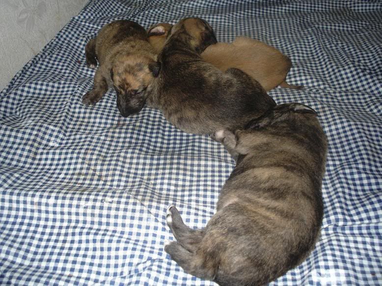 pupsat18days001.jpg