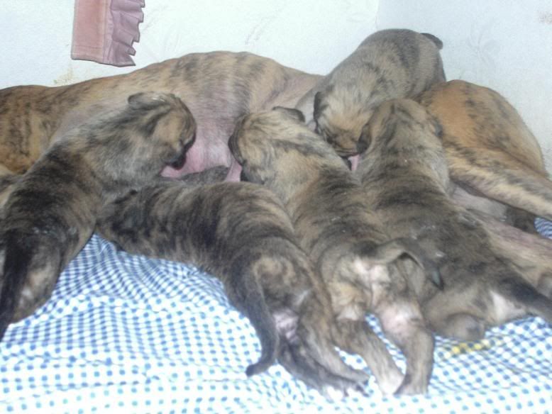 pupsat18days002.jpg