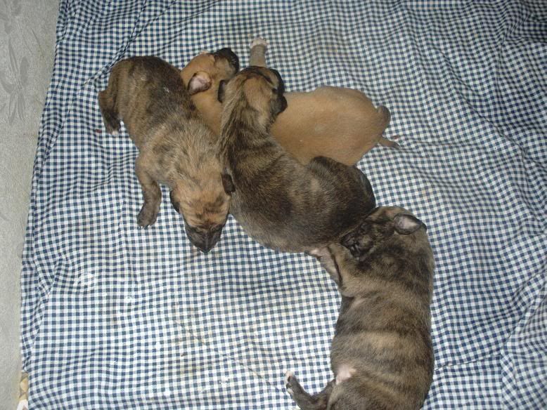 pupsat18days004.jpg