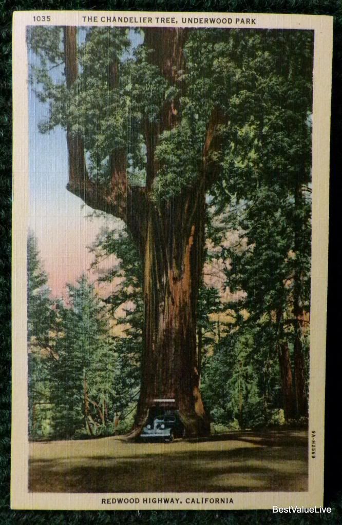 vintage linen postcard curteich 1035 chandelier tree underwood