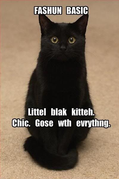 funny-pictures-a-little-black-cat-g.jpg
