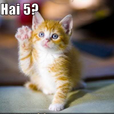 funny-pictures-kitten-asks-for-a-hi.jpg