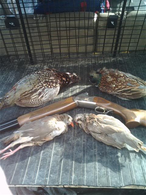 http://i37.photobucket.com/albums/e67/striperhyper/chukarpheasant.jpg