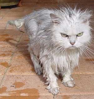 angry_wet_cat.jpg