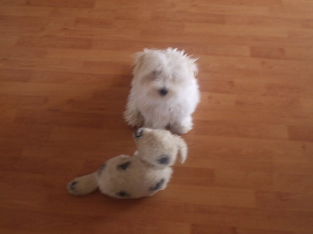 Photobucket - Video and Image Hosting