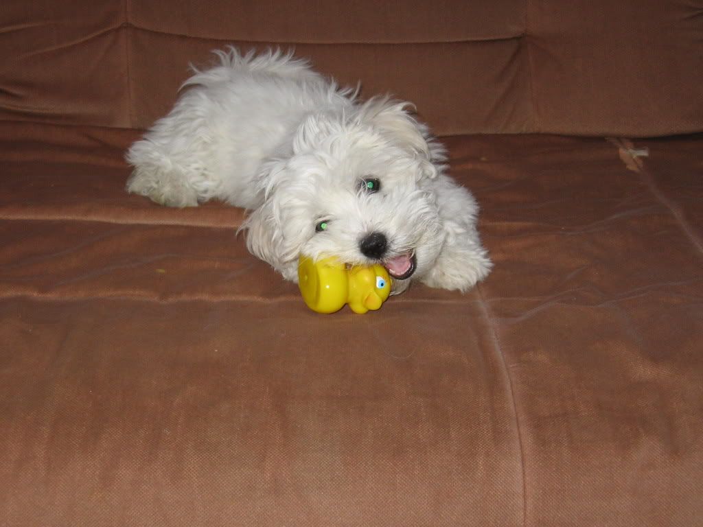 Photobucket - Video and Image Hosting