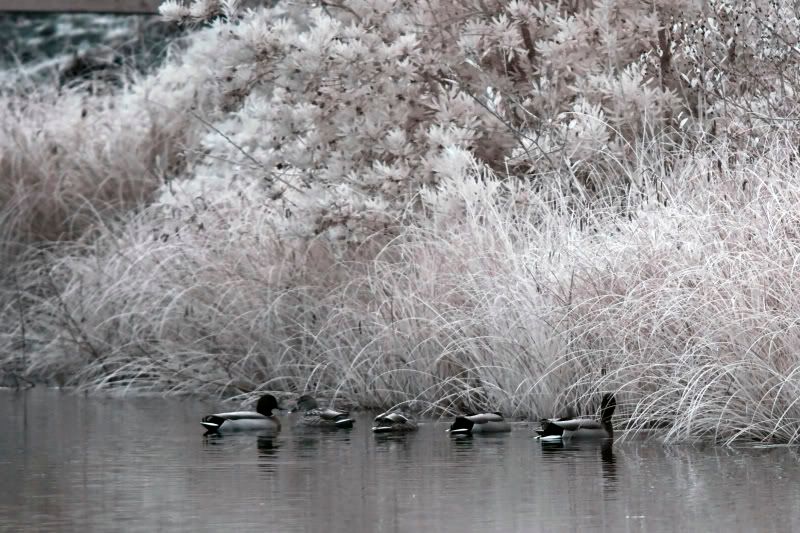 IMAGE: http://i37.photobucket.com/albums/e70/bmw5er/IR%20Pics/IROceanPark.jpg