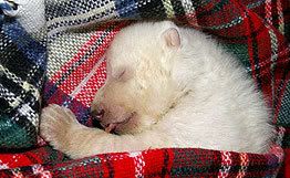 Медвежонок Флоке, источник www.rian.ru