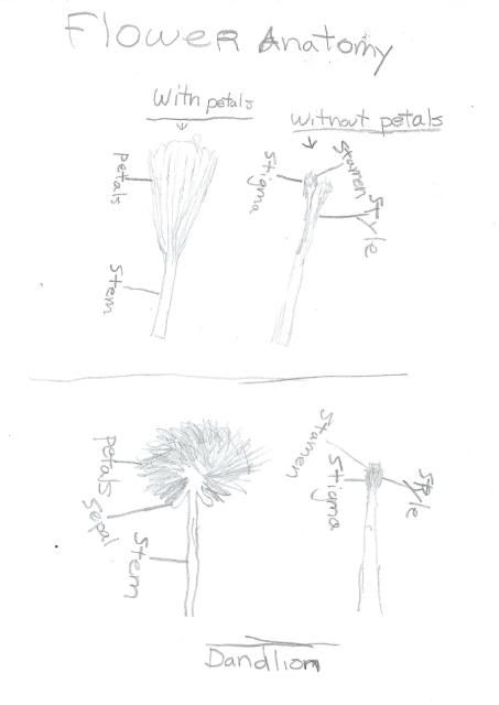 Flower Anatomy - Gunnar